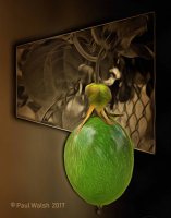 Low Hanging Passion Fruit Mod