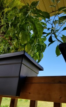 Herb Garden on a Rail
