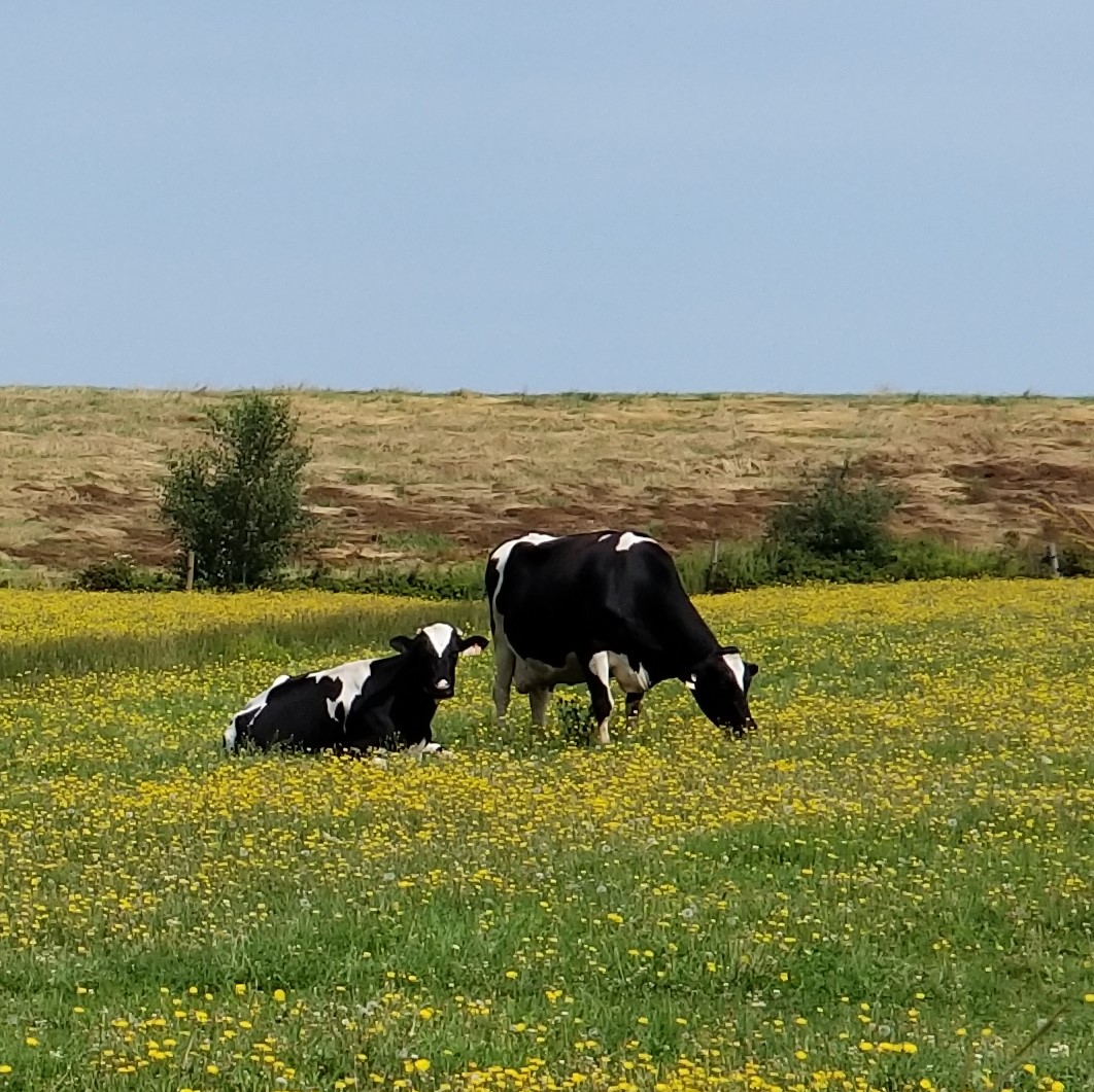 Cows &amp; Flowers