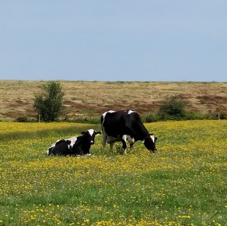 Cows &amp; Flowers
