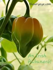 Irish Habanero